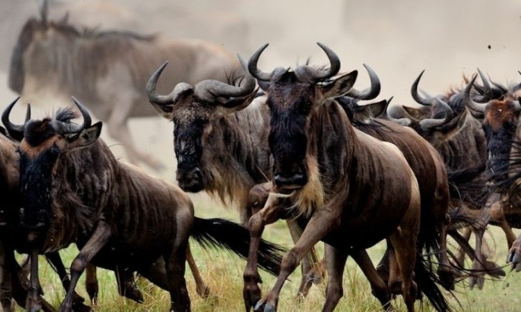 6-Days-Best-of-Tanzania-Wildlife-safari-750×450