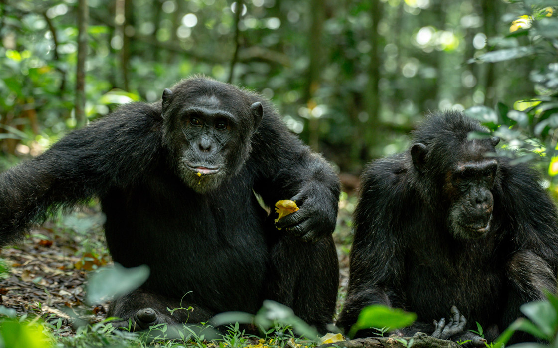 Kibale-chimpanzees