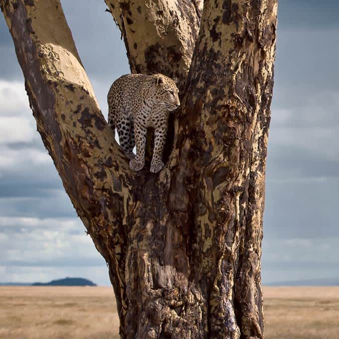 leopard-africa-serengeti-wildlife-small
