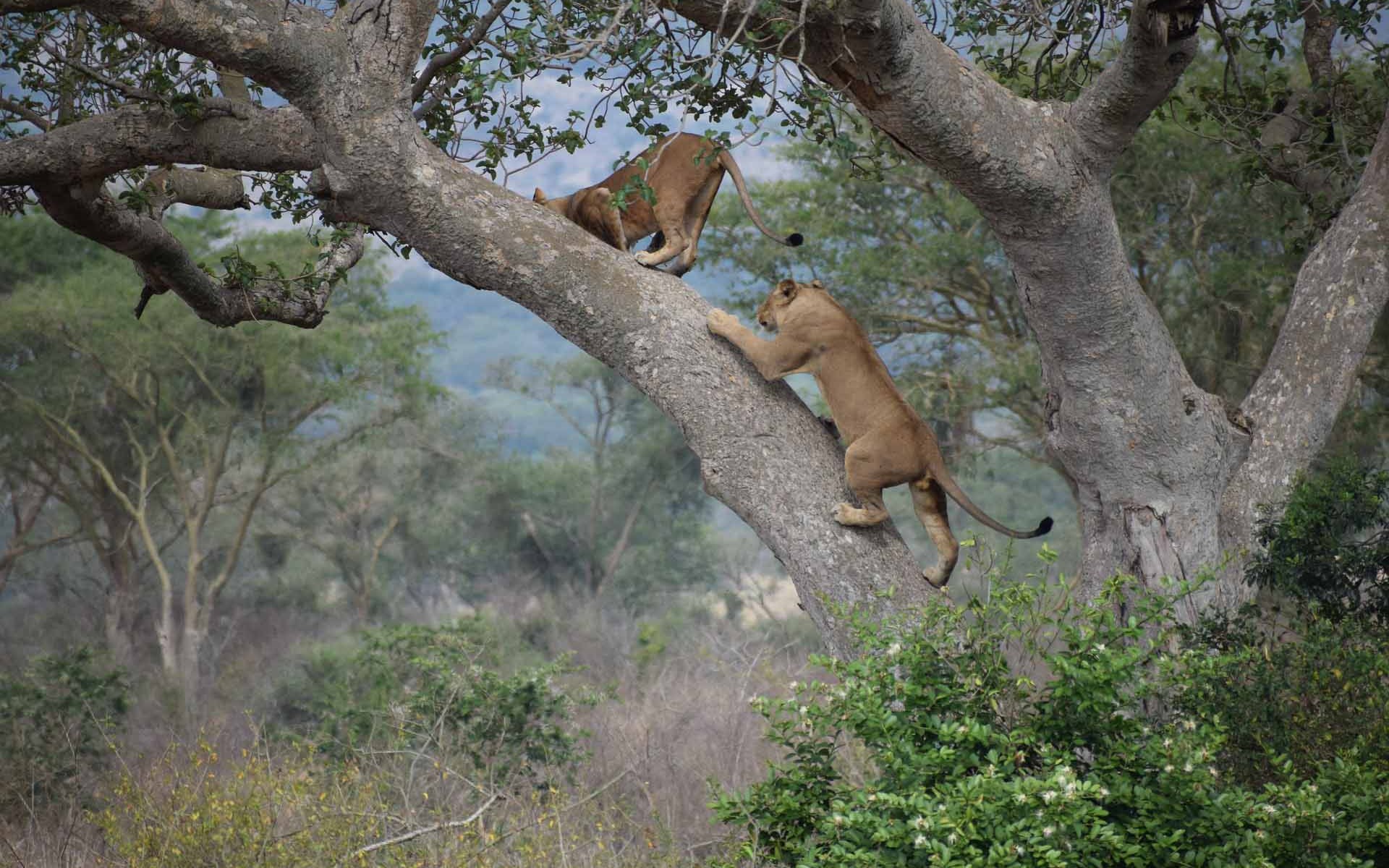 tree-climbing-lions-of-ishasha-uganda