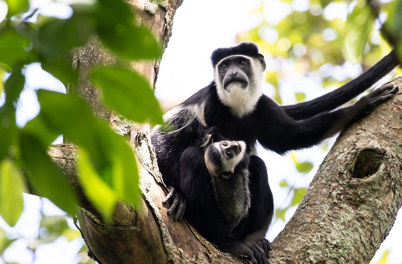 colobus-monkey-VirungaNationalPark